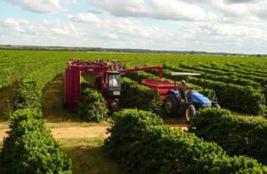 Colheita de Café Fazenda Boa Vista