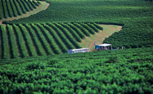 Lavouras de Café Fazenda Boa Vista